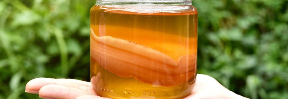 Kombucha Scoby