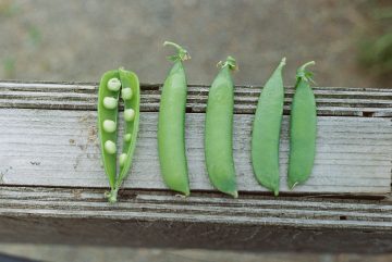 peas inside of green beans