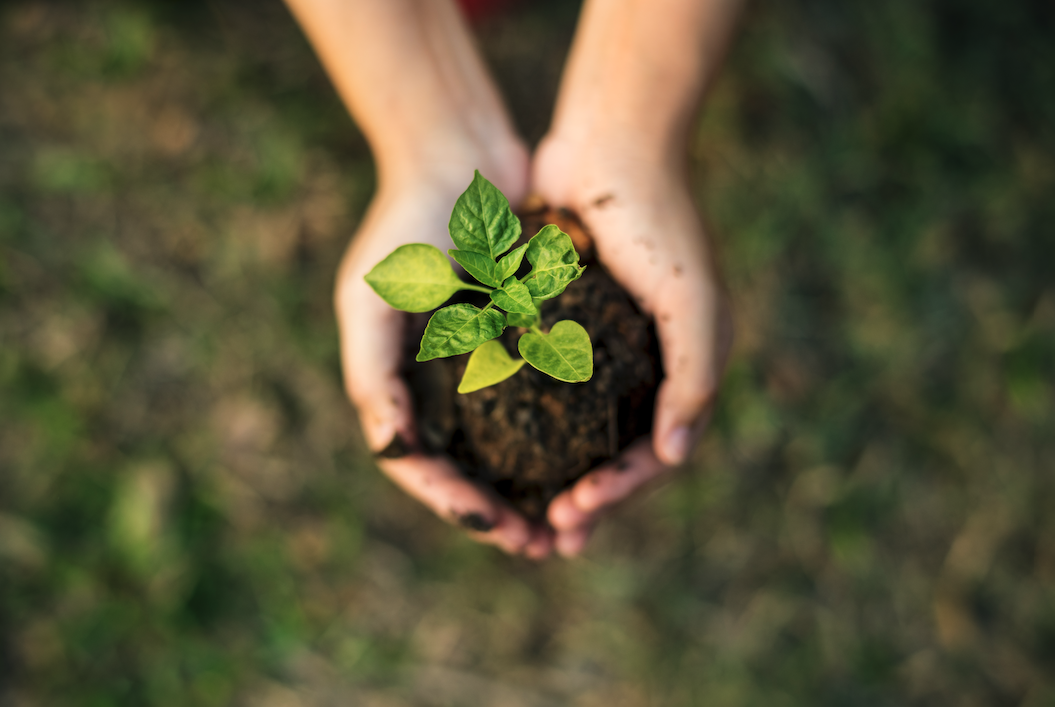 hands holding sprouting plant sustainability