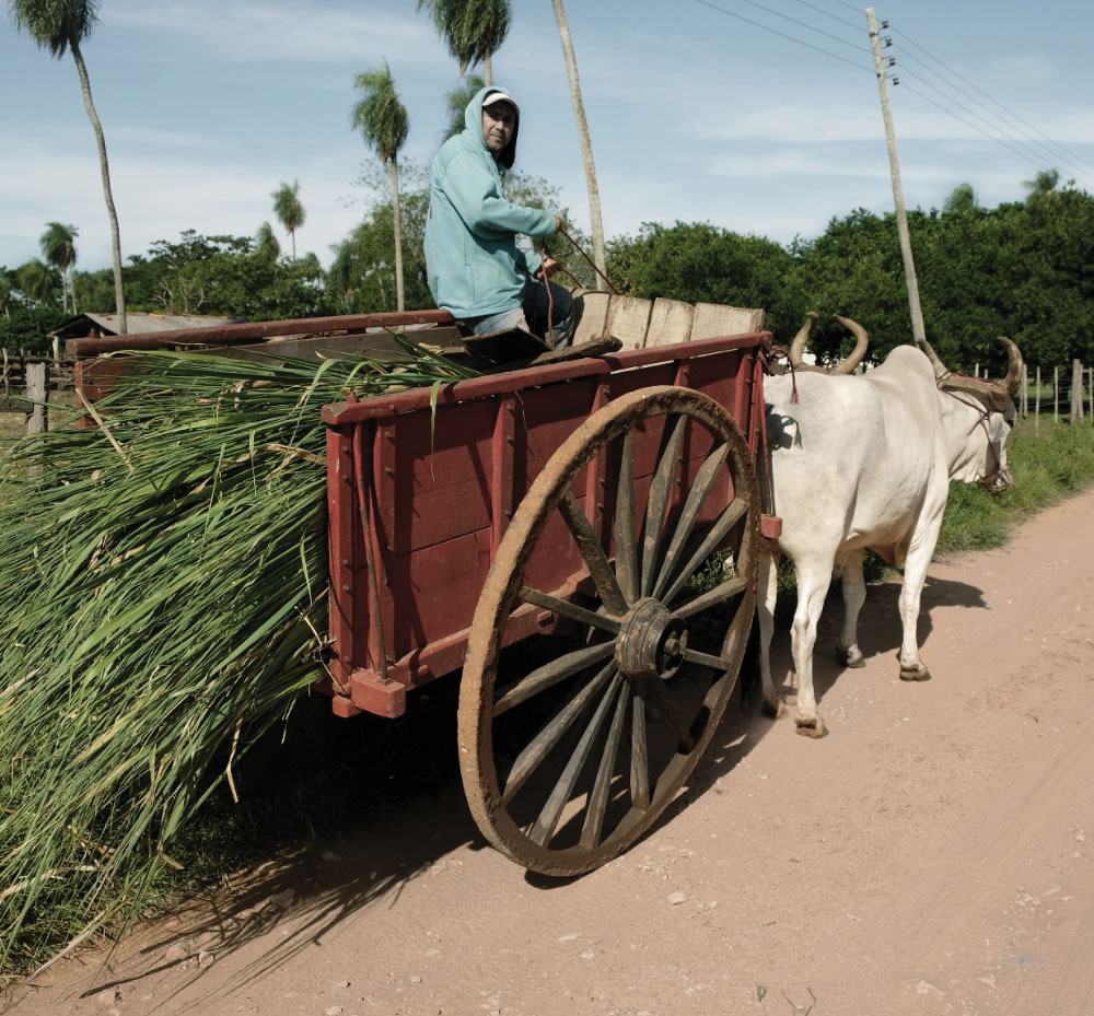 person driving oxcart