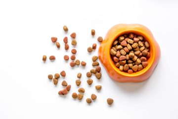 bowl of pet food white background