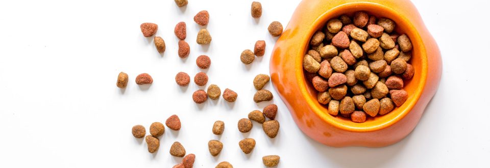 bowl of pet food white background