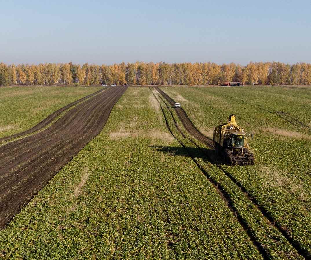 A farmer on a tractor plowing through a huge sugar beet field in the middle of the day