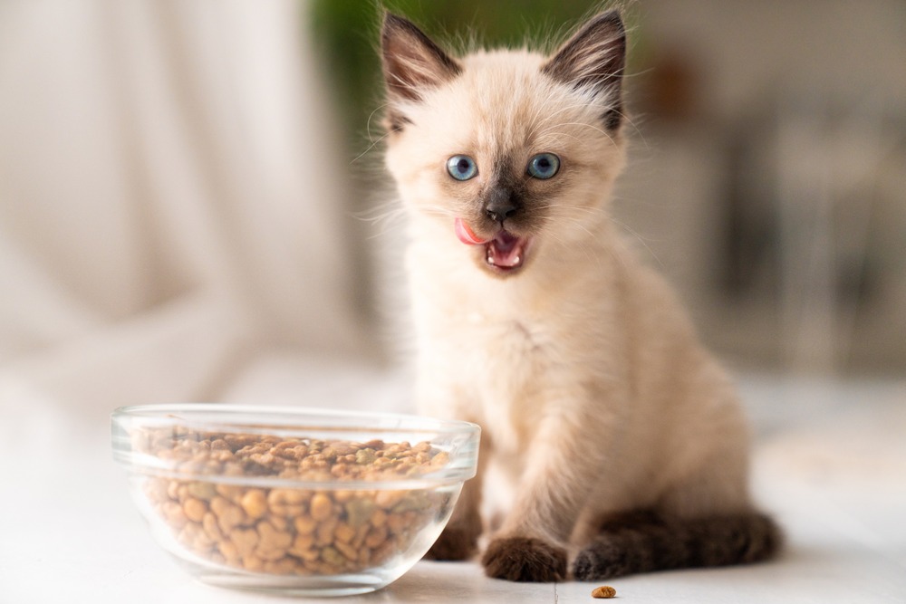 cat licking its lips after eating pet food