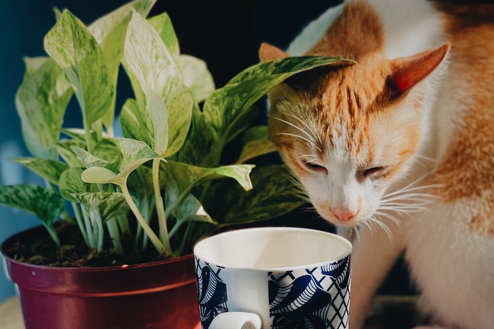 A cat eating from a cup next to a plant