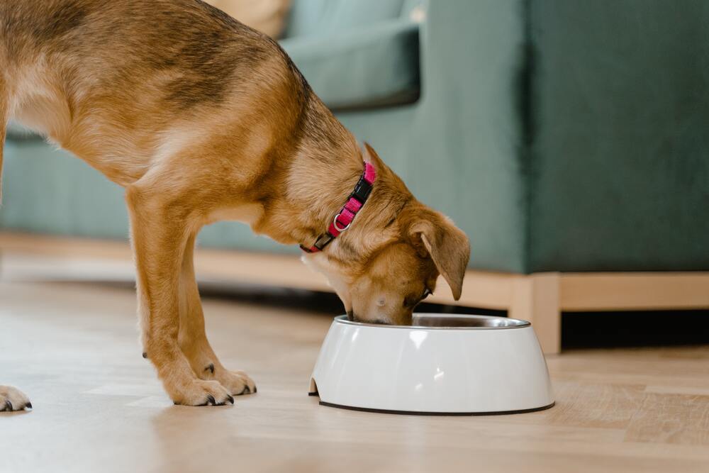 A dog eating from a dog food bowl by a couch