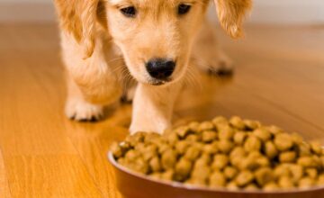 puppy running to dog food