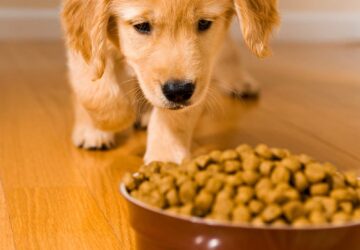 puppy running to dog food