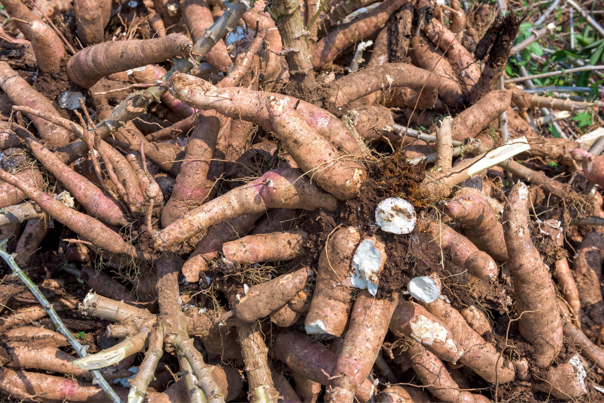Organic cassava being grown at a farm