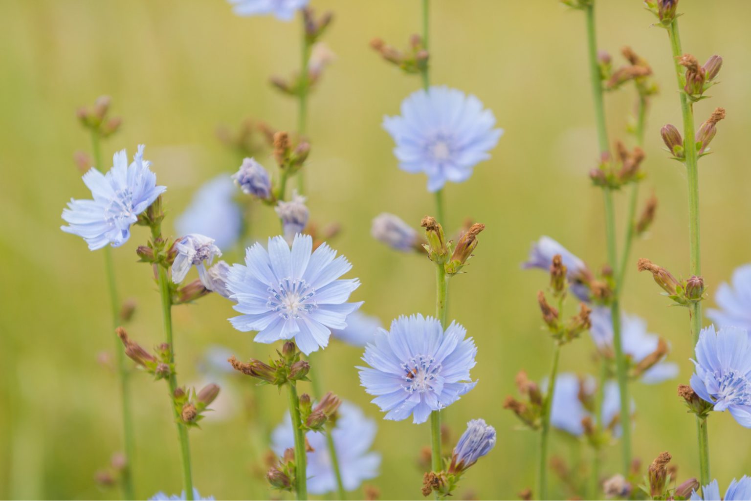 chicory-root-fiber-inulin-gillco-ingredients