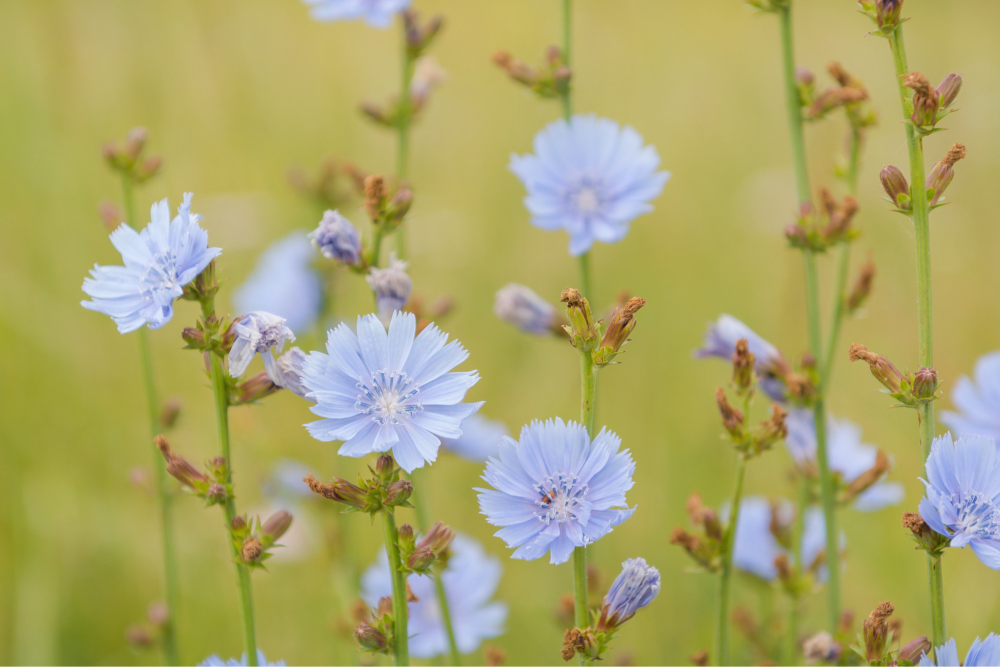 Chicory flowers and stems growing in a grassy field