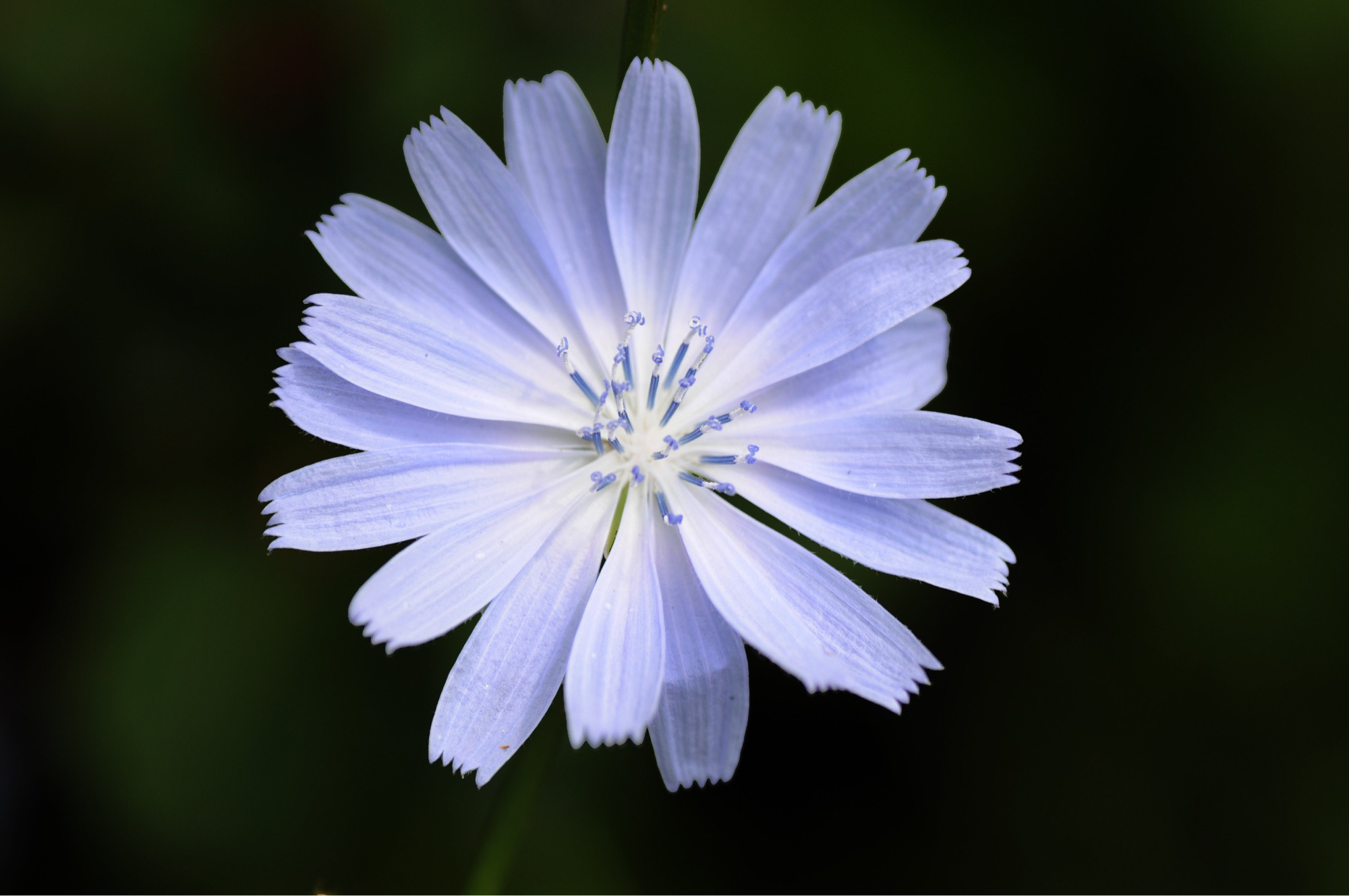 A close-up of a single blue chicory flower